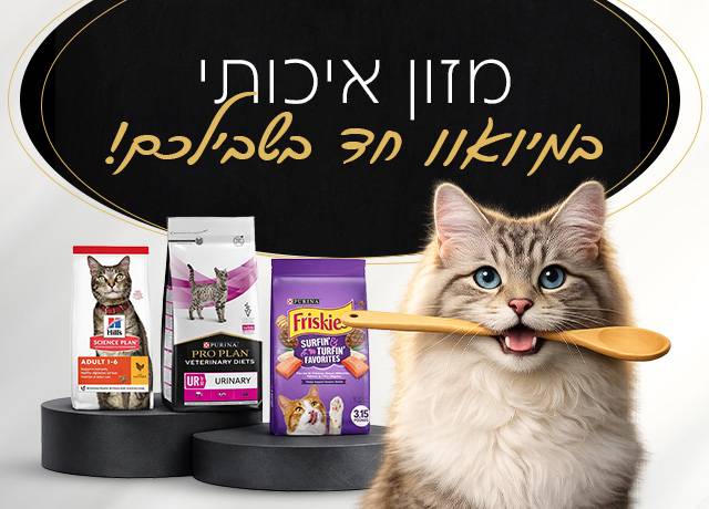 אוכל לחתולים
